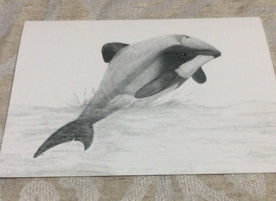 Cards - Hector’s Dolphins