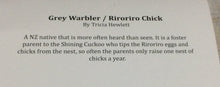 Cards - Grey Warbler / Riroriro Chick