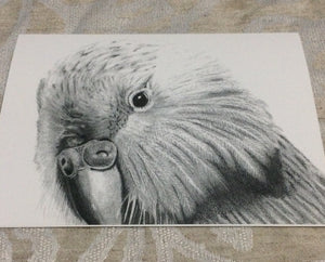 Cards - Kakapo