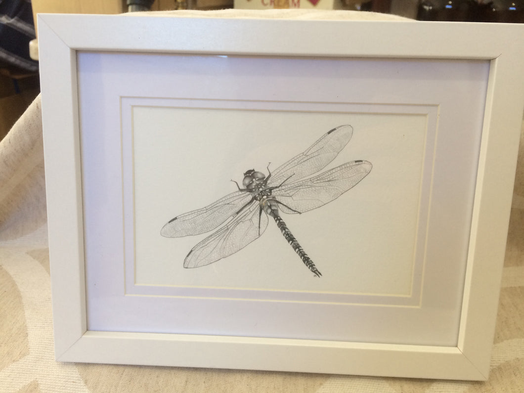 NZ Giant Dragonfly - Print